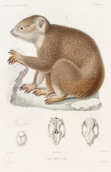 Koala, BrunVoyage al Polo Sud e nell